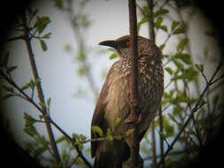 Image of Arrow-marked Babbler