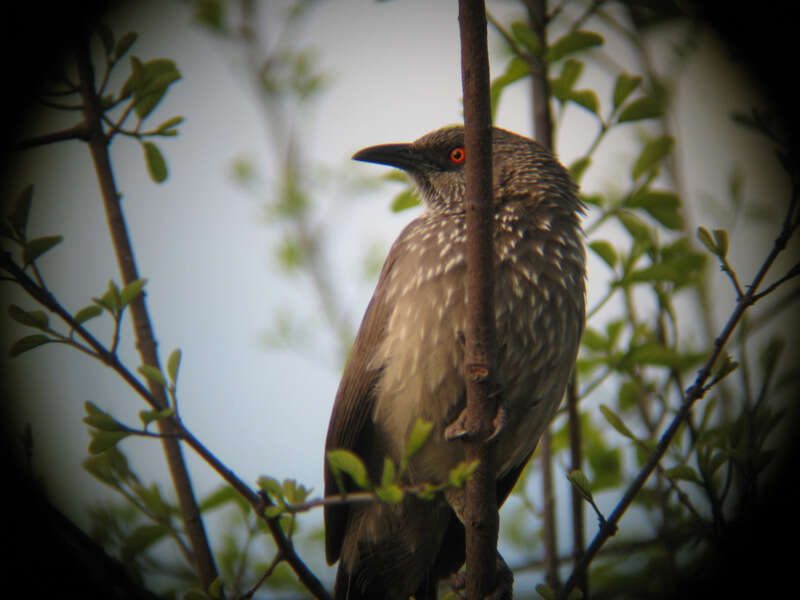 Image of Arrow-marked Babbler