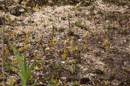 Image of Phylloglossum