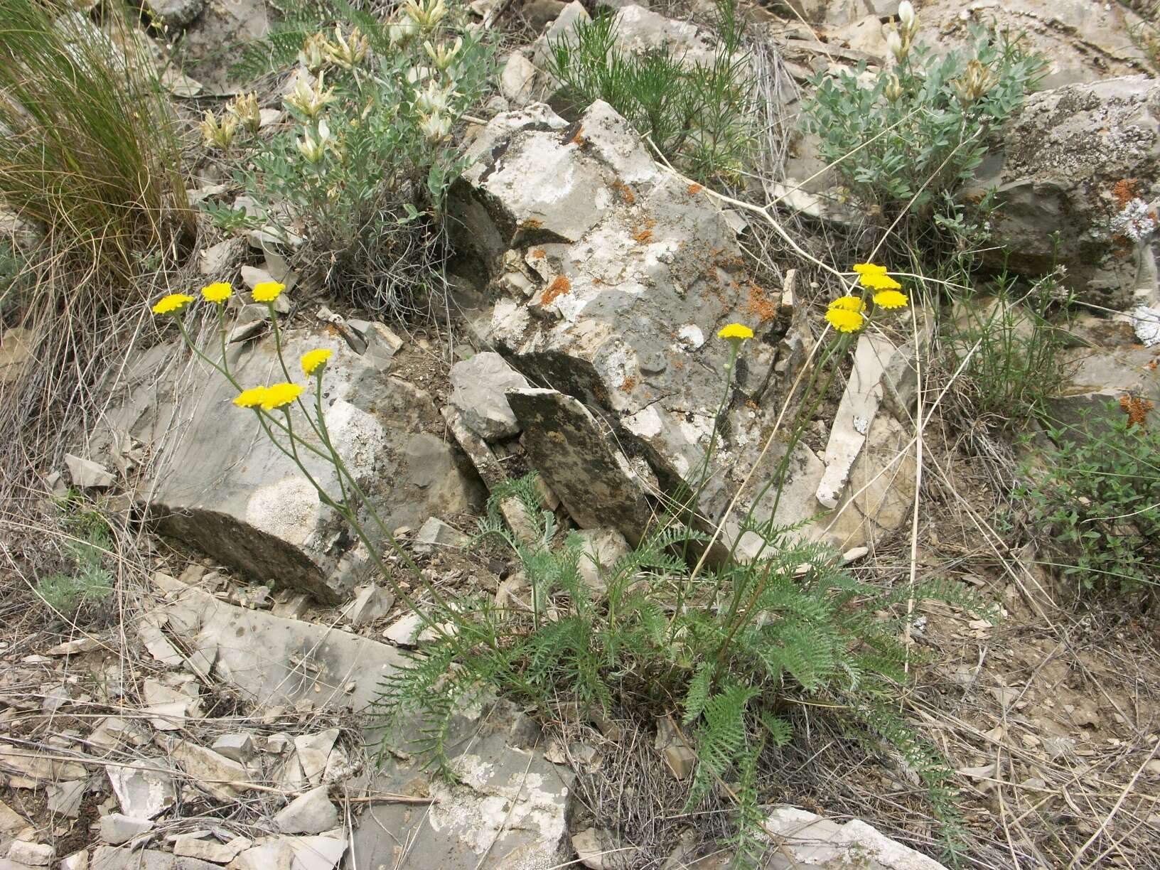 Image of Tanacetum kittaryanum subsp. uralense (Krasch.) Tzvel.