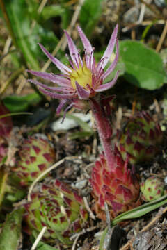 Image of Sempervivum montanum subsp. stiriacum (Wettst. ex Hayek) Hayek