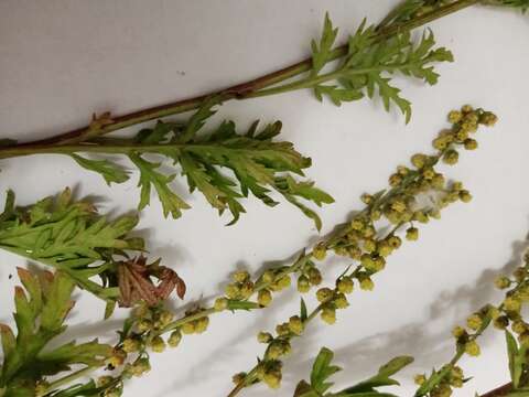 Artemisia latifolia Ledeb.的圖片