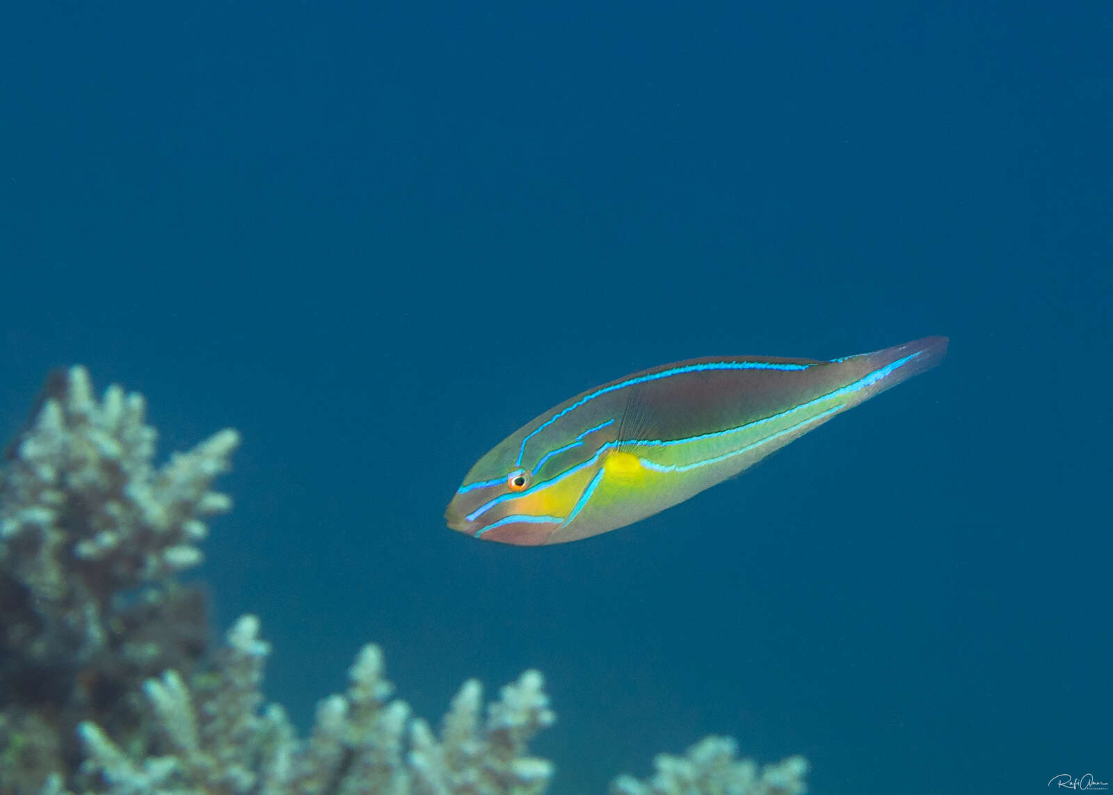 Image of Blue-lined wrasse