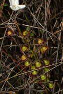 صورة Drosera huegelii Endl.