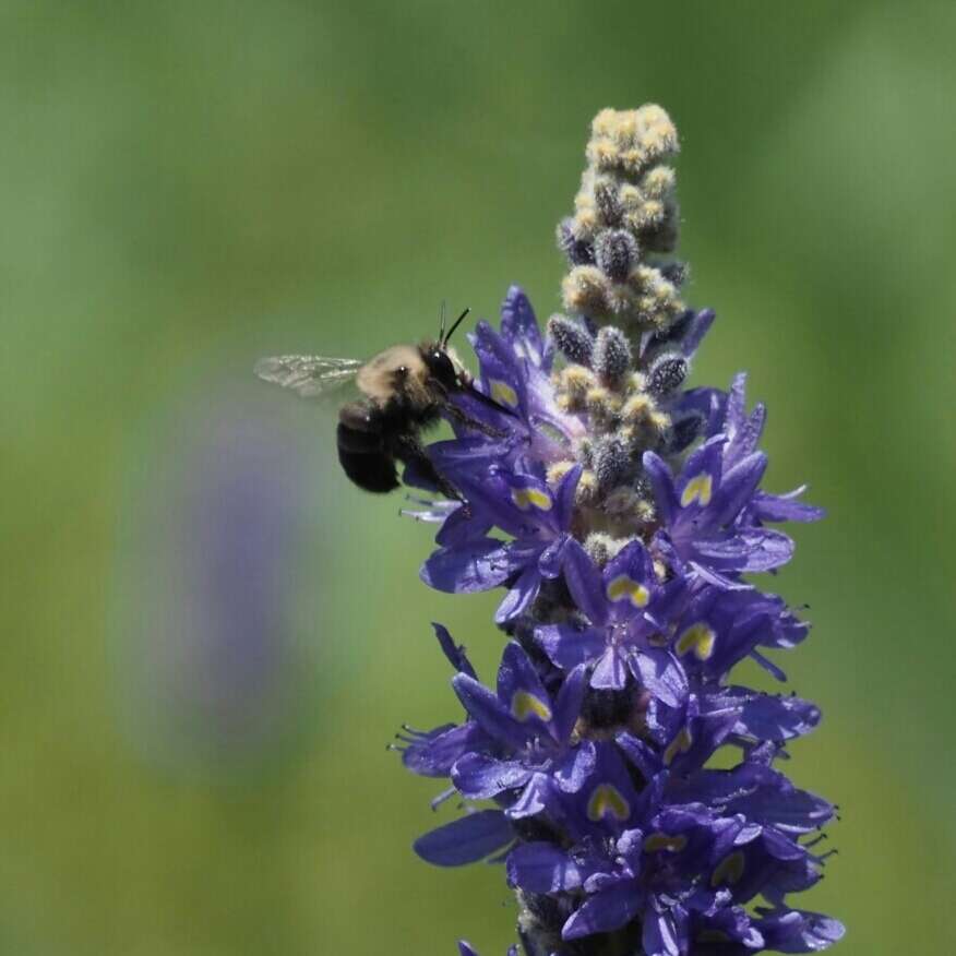 Image of Anthophora abrupta Say 1837