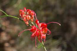 Image of Grevillea longistyla Hook.