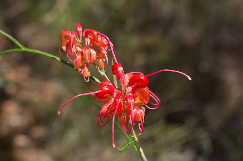 Image of Grevillea longistyla Hook.