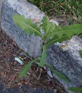 Lactuca serriola L. resmi