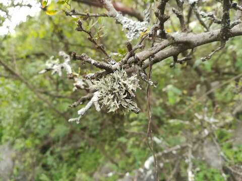 Image of cartilage lichen