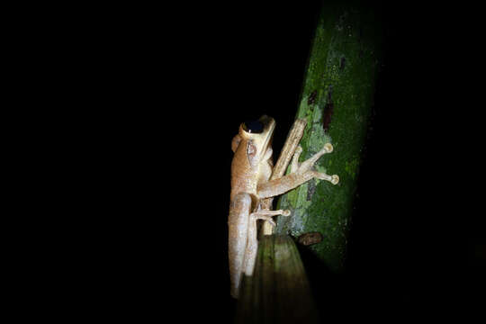 Image of Yasuni Bromeliad Treefrog