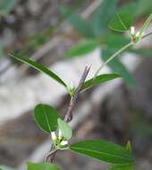 Metastelma schlechtendalii var. trichophyllum (L. O. Wms.) Liede & Meve的圖片