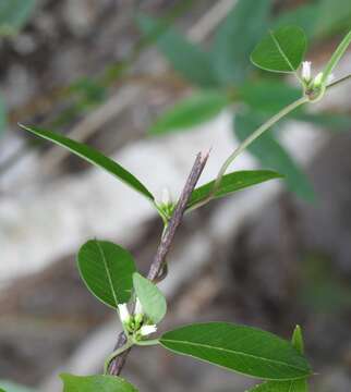 صورة Metastelma schlechtendalii var. trichophyllum (L. O. Wms.) Liede & Meve