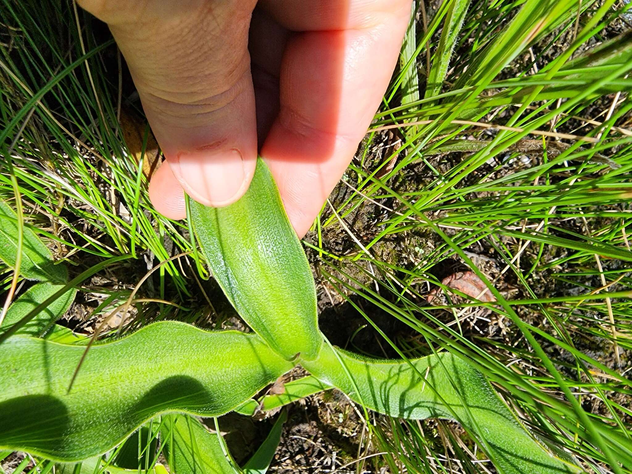 Image of Merwilla plumbea subsp. kraussii