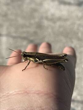 Image of Olive-green Swamp Grasshopper