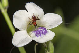 Image of Chinese violet