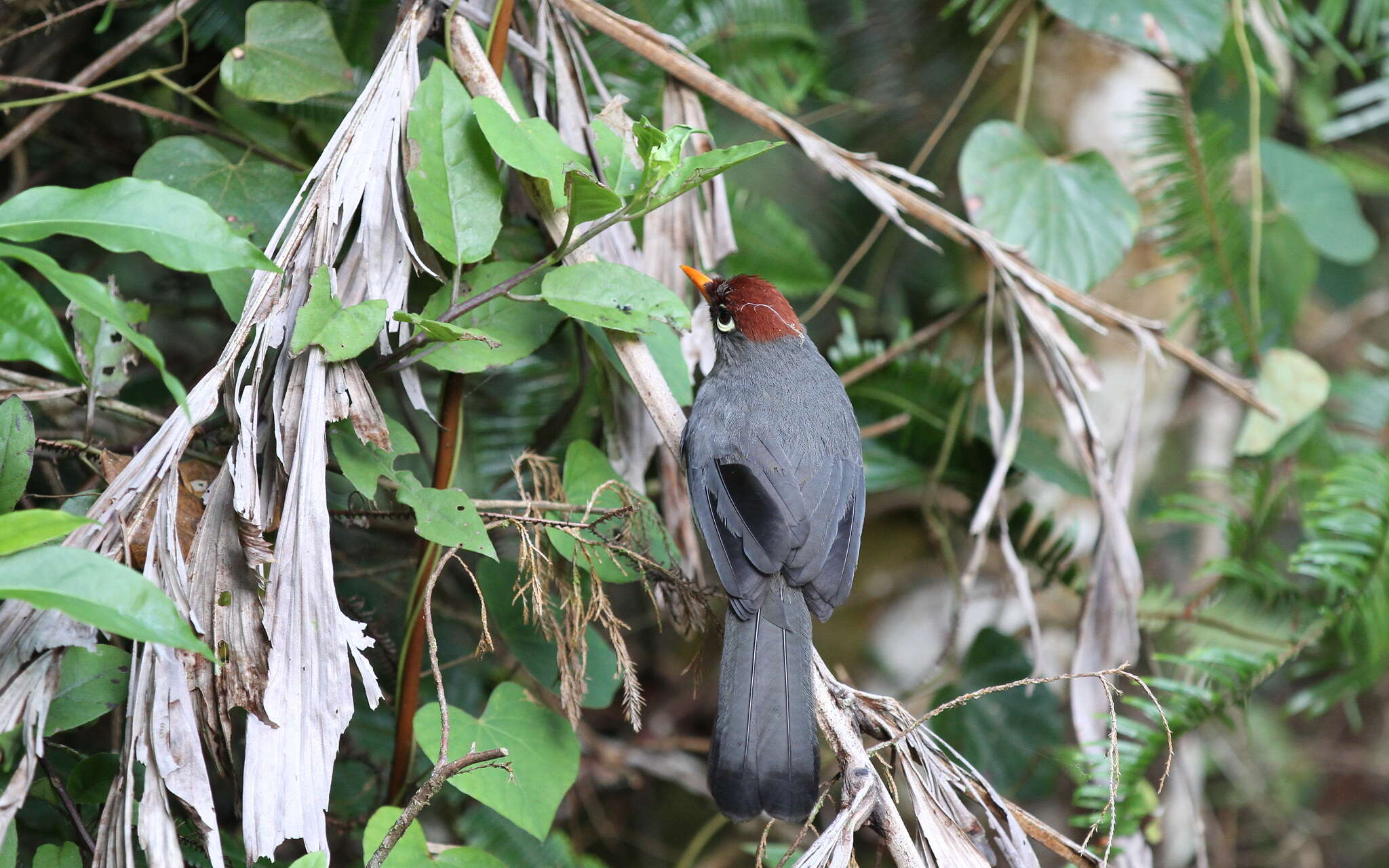 Image of Chestnut-capped Laughingthrush