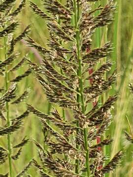 Image of Cross grass