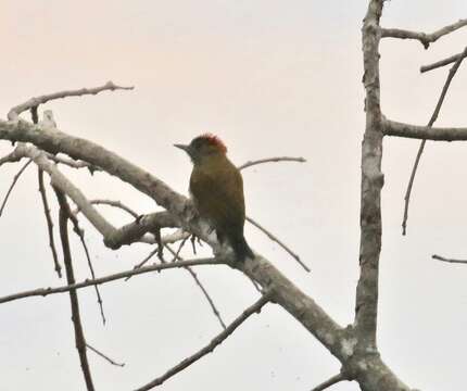 Image of Dryobates passerinus