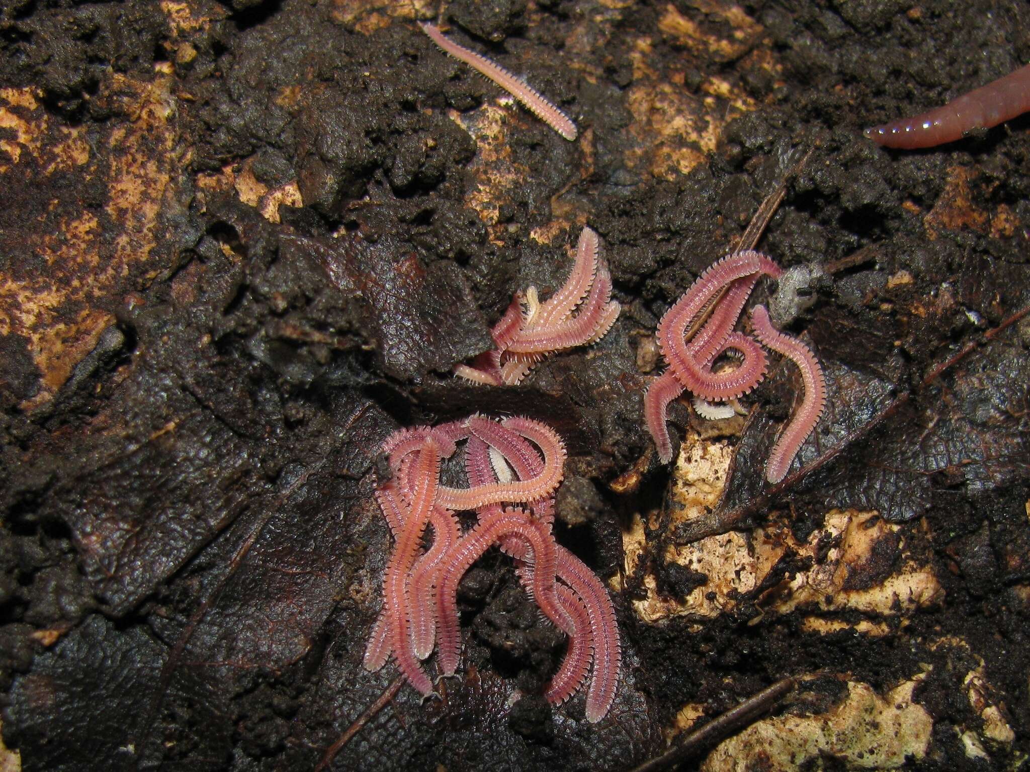 Image of Gosodesmus claremontus Chamberlin 1922