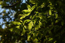 Image of Common forest ochna