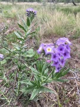 Image of Heliotropium phylicoides Cham.