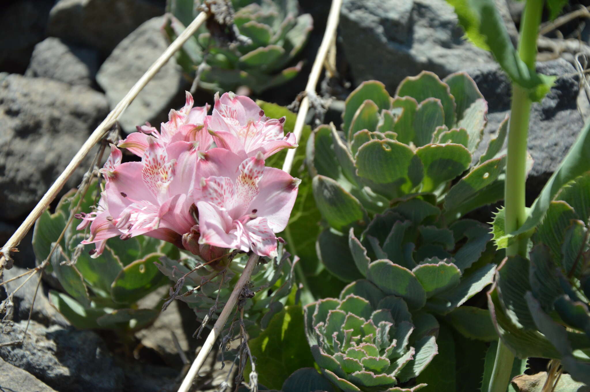 Image of Alstroemeria umbellata Meyen