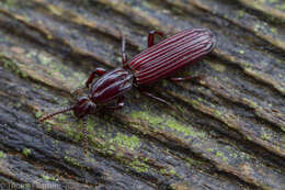 Image of Clinidium (Arctoclinidium) calcaratum Le Conte 1875