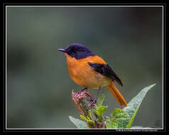 Image of Black-and-orange Flycatcher