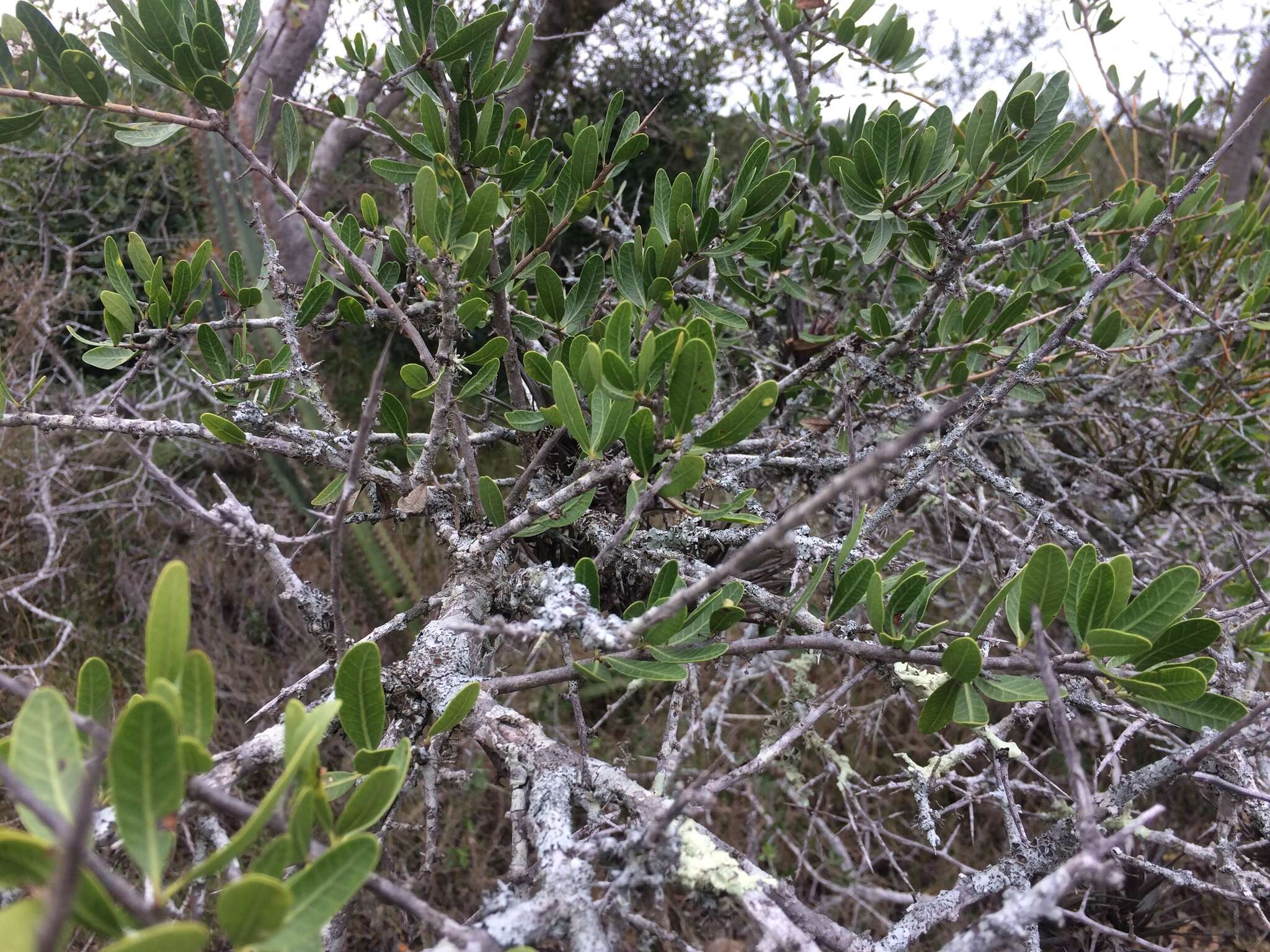 Image of Schinus engleri F. A. Barkley