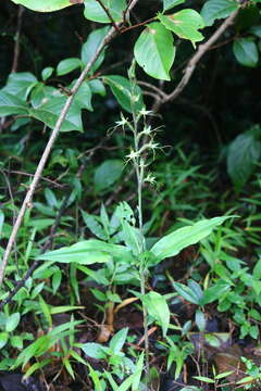 Habenaria multicaudata Sedgw. resmi