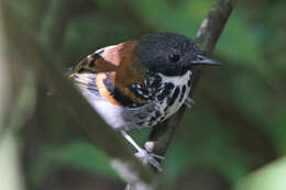 Image of Spotted Antbird