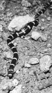 Image of Vermicella Gray ex Günther 1858