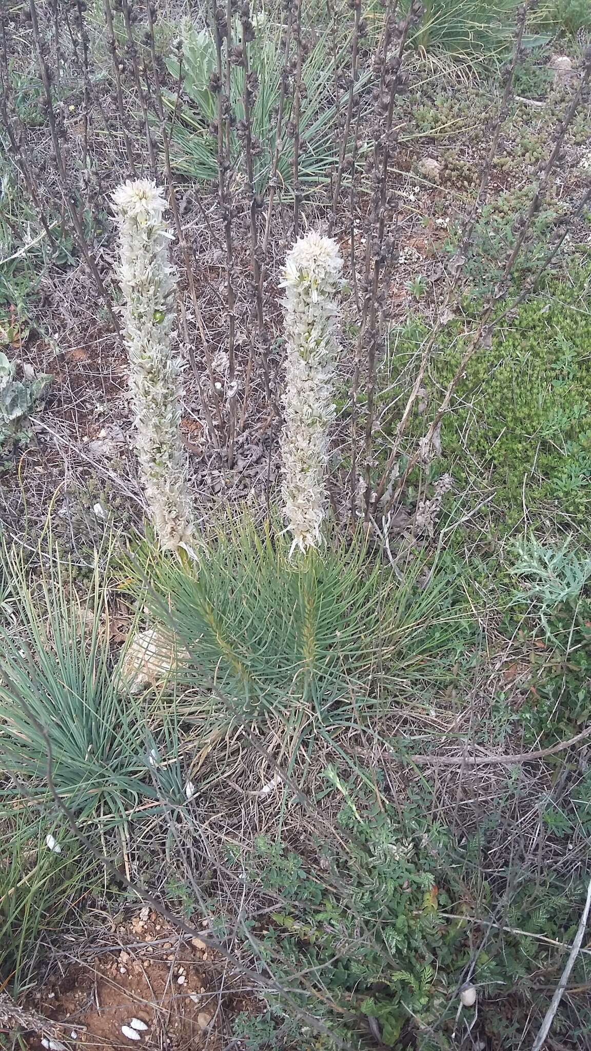 Image of Asphodeline taurica (Pall. ex M. Bieb.) Endl.