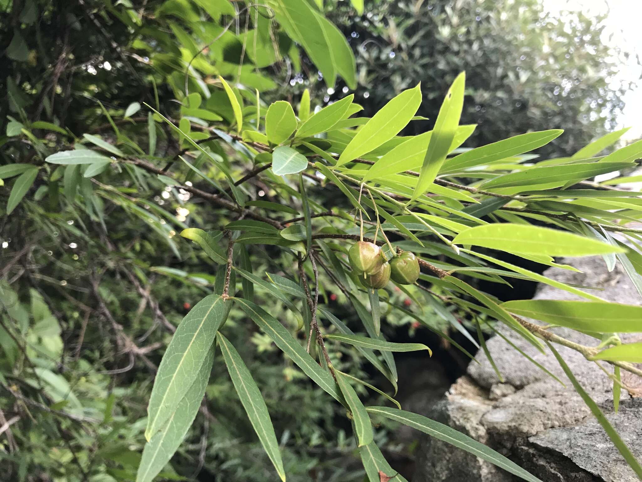 Image of bastard cherry