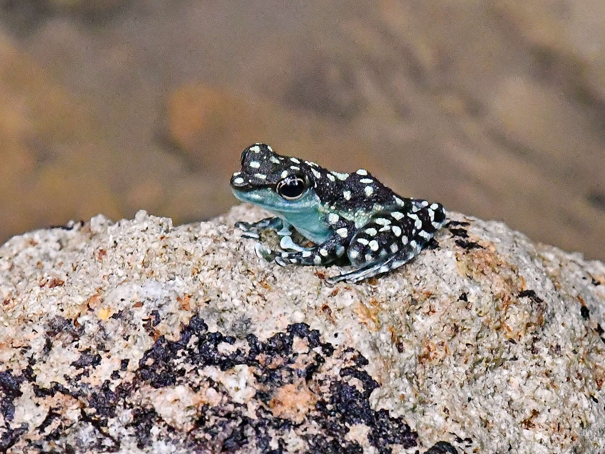 Image of Mindanao Splash Frog