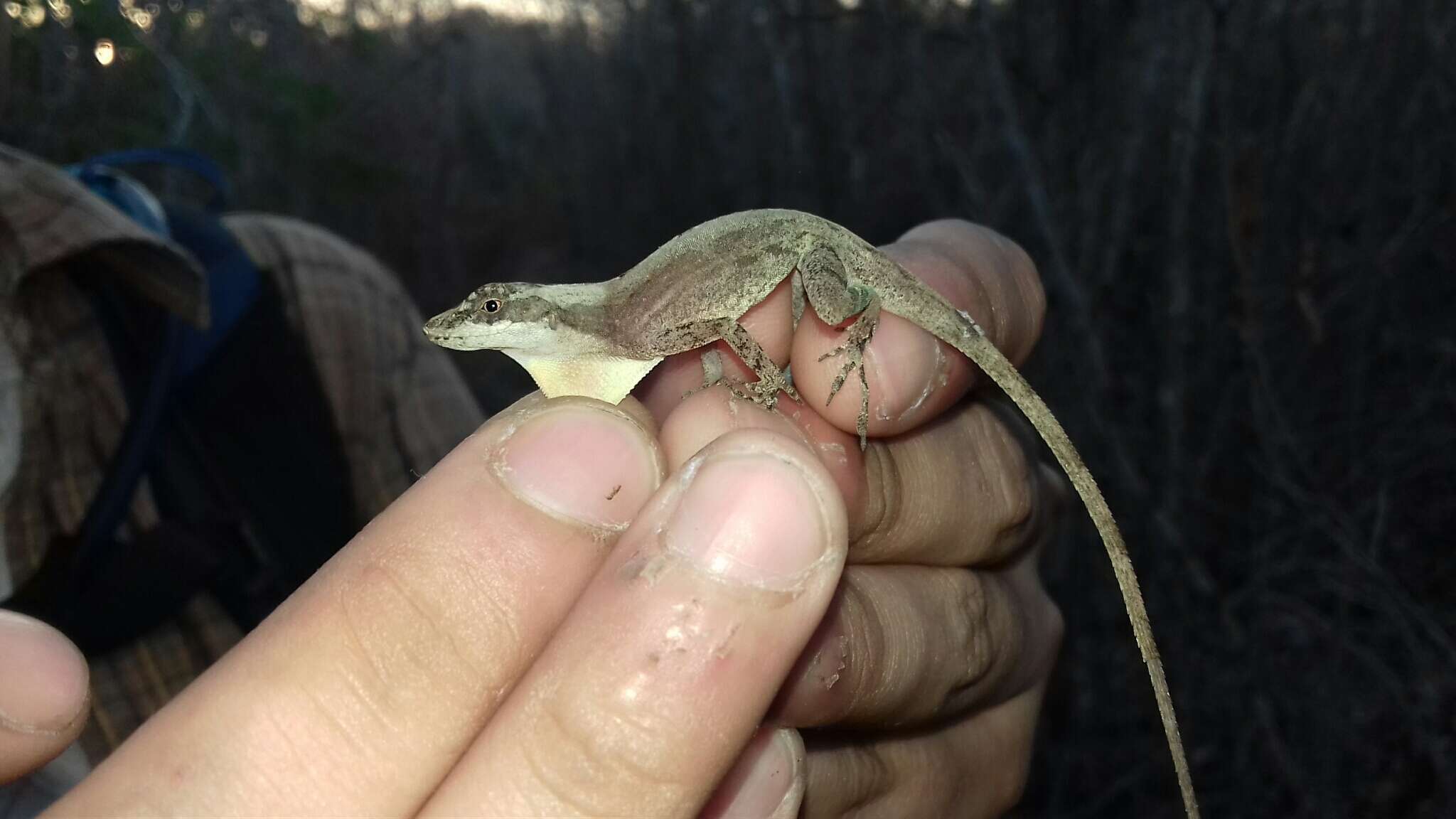 Imagem de Anolis rodriguezii Bocourt 1873