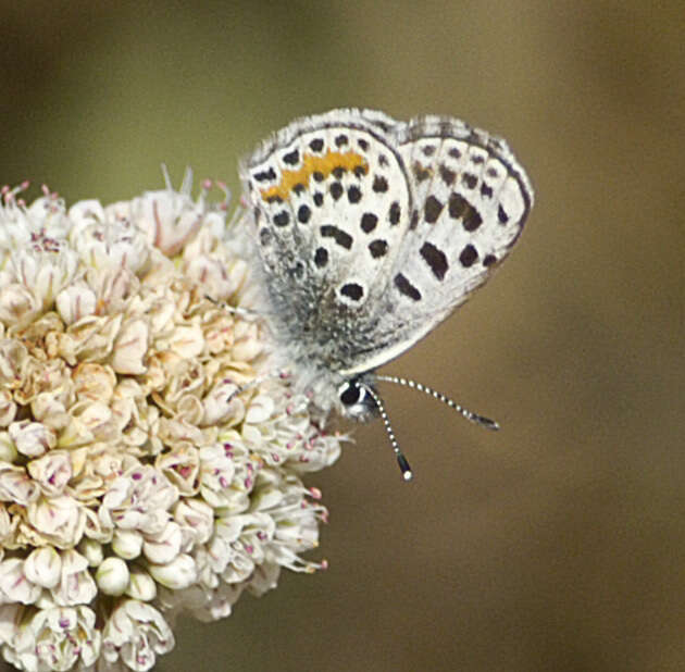 Euphilotes battoides allyni (Shields 1975)的圖片