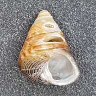 Image of Grooved Top-Shell