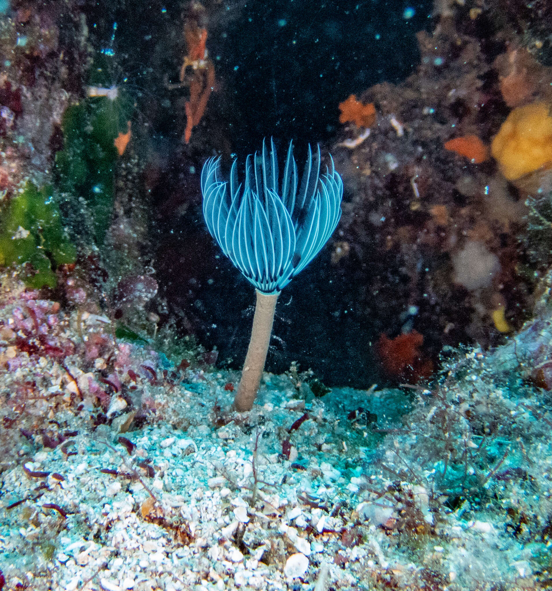 Image of Peacock worm