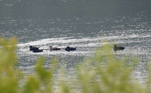 Image of Common Scoter