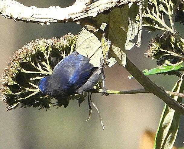 Image of Capped Conebill