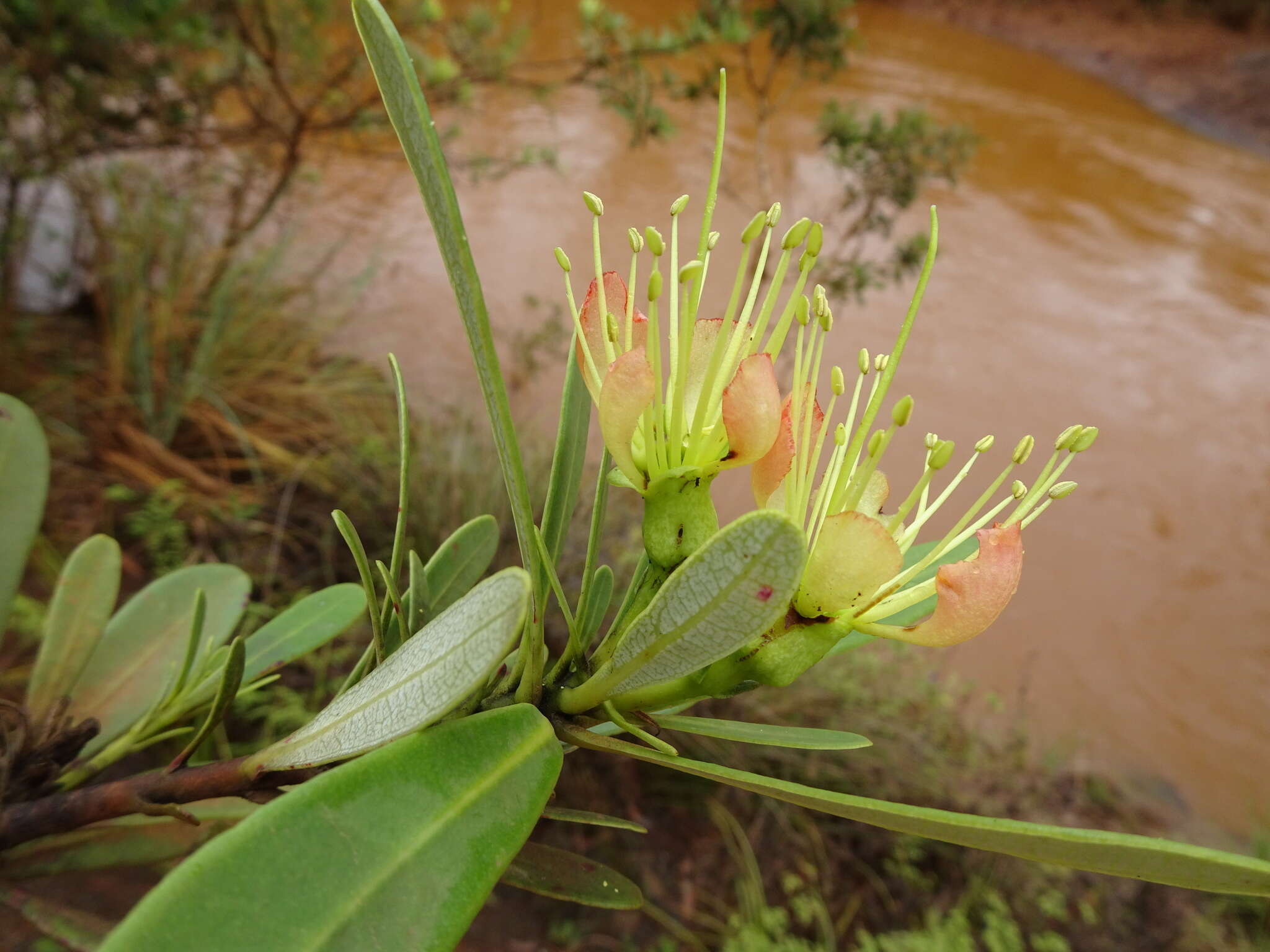 Imagem de Xanthostemon aurantiacus (Brongn. & Gris) Schlechter