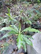 Image of Sonchus fruticosus L. fil.