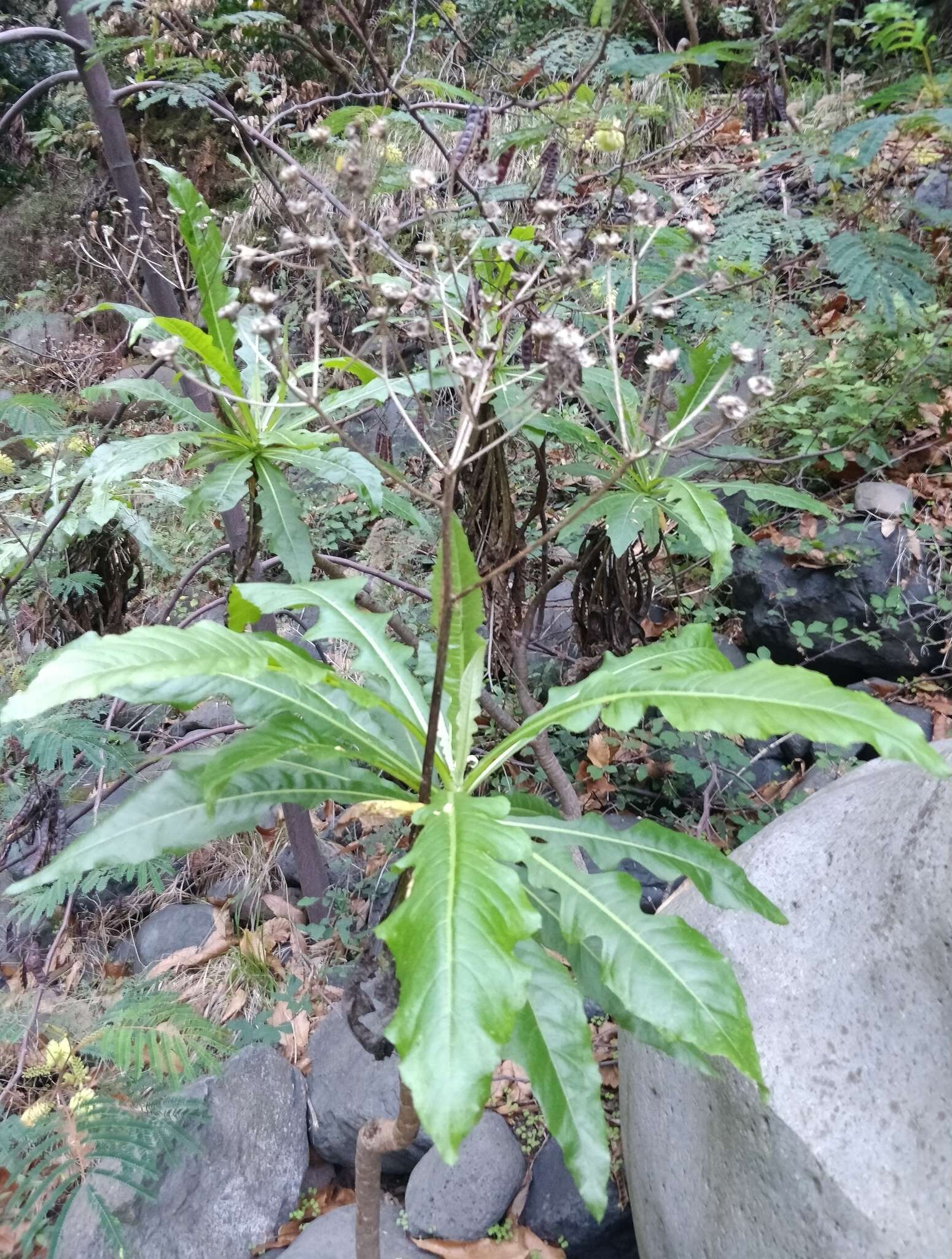 Image of Sonchus fruticosus L. fil.