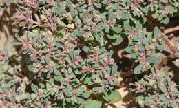 Image of Euphorbia serpillifolia subsp. serpillifolia