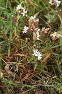 Image of narrow-leafed campion
