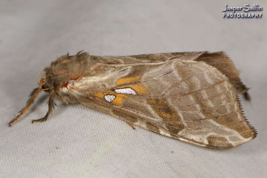 Image of Silver-spotted Ghost Moth