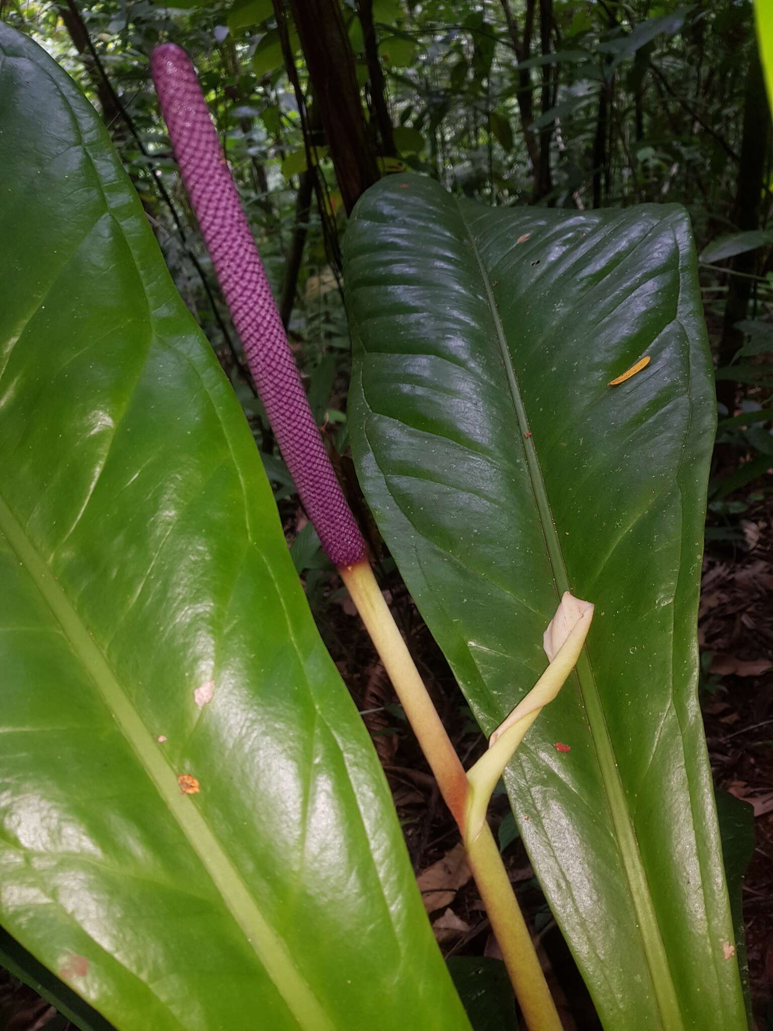 Image of Anthurium hacumense Engl.