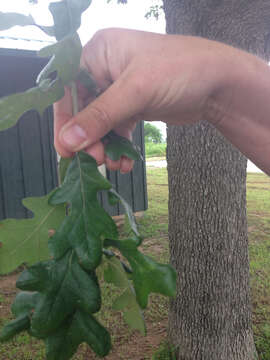 Sivun Quercus stellata Wangenh. kuva