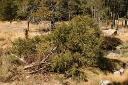 Image de Juniperus blancoi Martínez